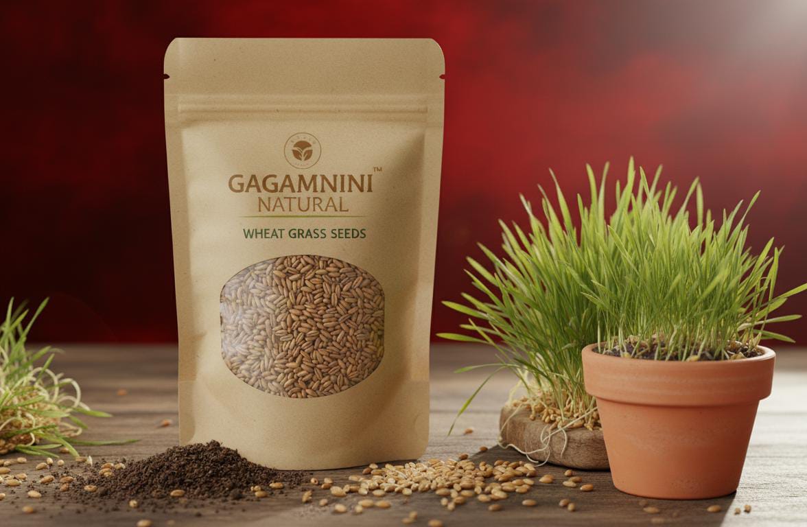 GAGAMINI NATURAL – Premium Wheatgrass Seeds