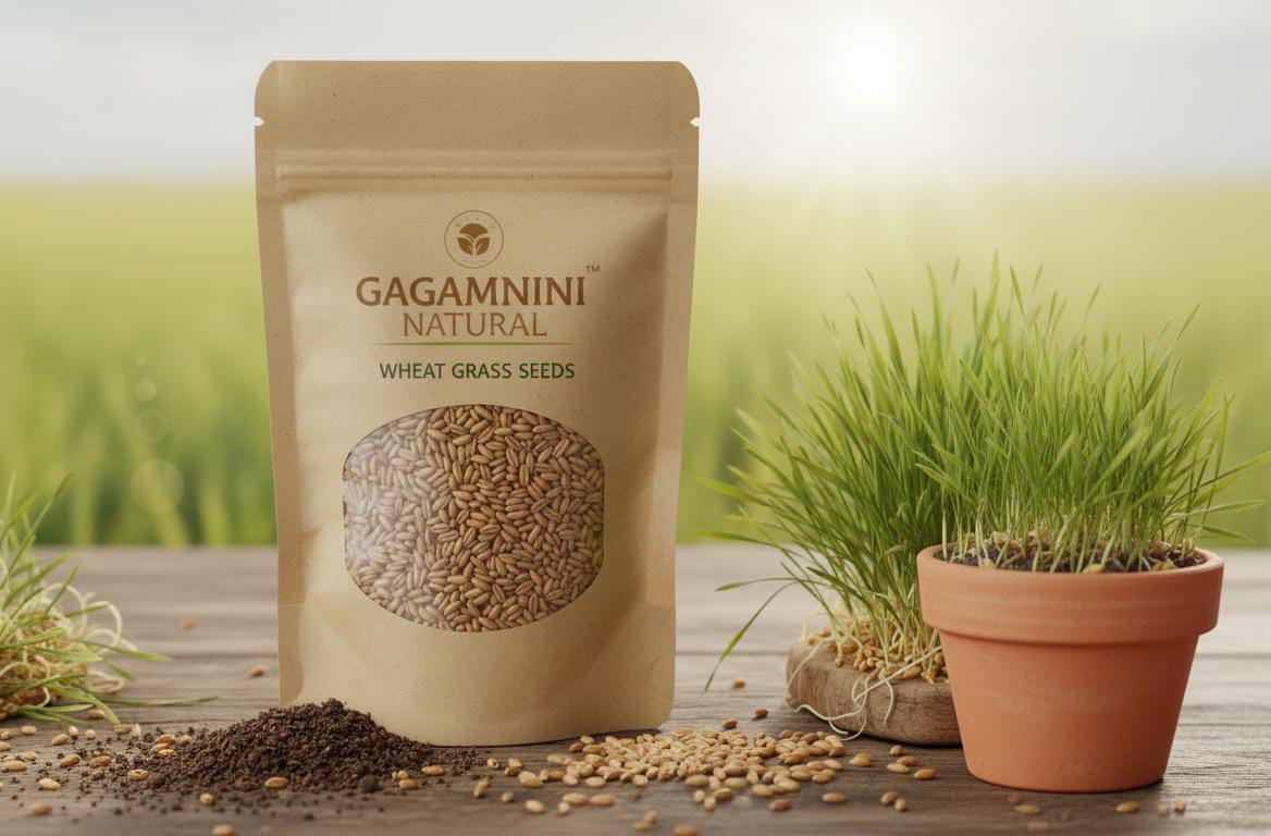 GAGAMINI NATURAL – Premium Wheatgrass Seeds